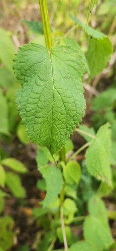 Image of Purple Giant Hyssop (Agastache scrophulariifolia) by (c) Chris, some rights reserved (CC BY-SA)