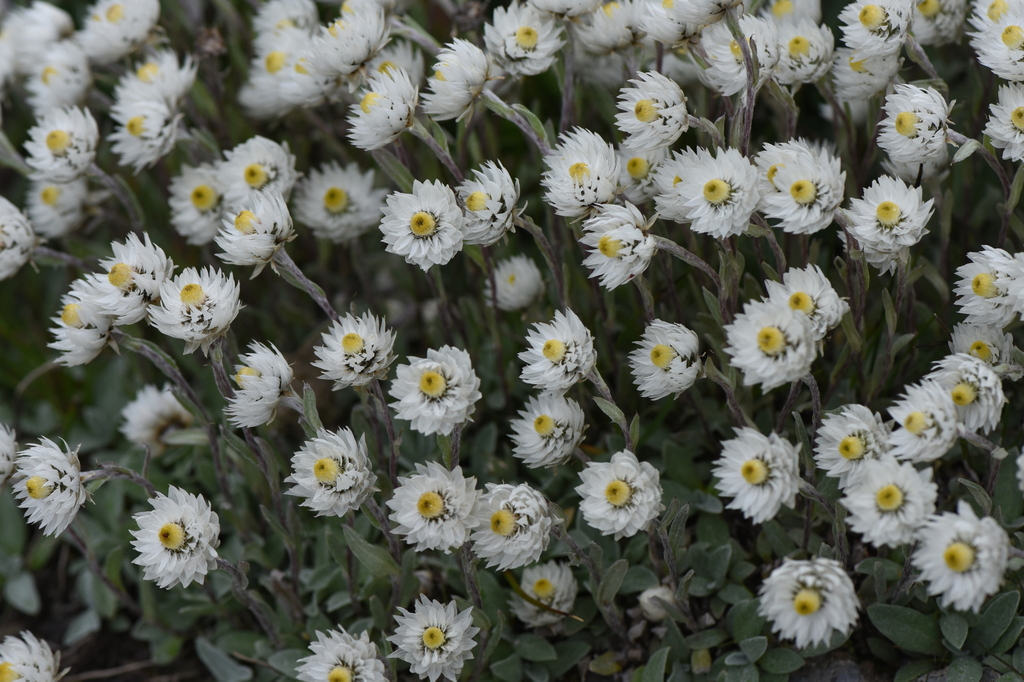 Nepal Pearly Everlasting