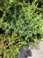 Juniperus chinensis