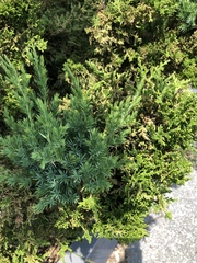 Juniperus chinensis