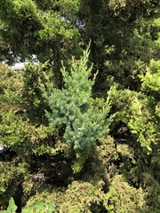 Juniperus chinensis