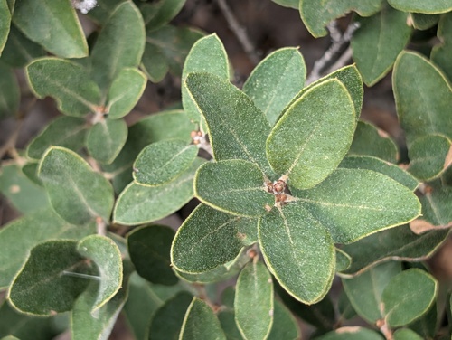 Quercus striatula