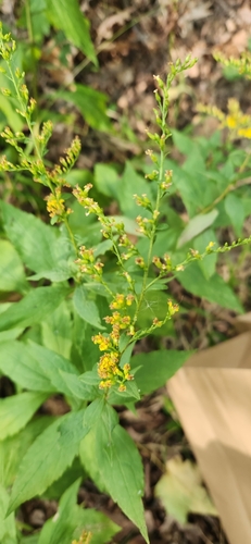 Image of Solidago ulmifolia by (c) Chris, some rights reserved (CC BY-SA)