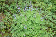 Lupinus arcticus