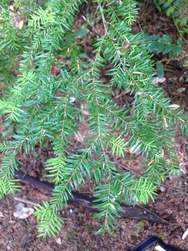 western hemlock