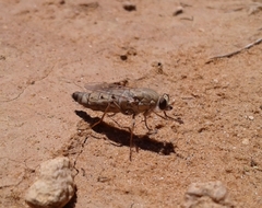 Apiocera