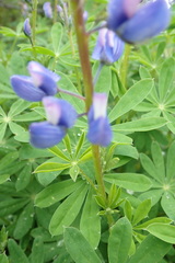 Lupinus arcticus