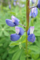Lupinus arcticus