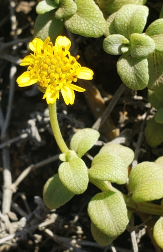 Lipochaeta integrifolia observed 2024-10-18