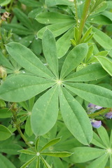 Lupinus arcticus