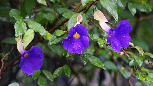 Thunbergia erecta