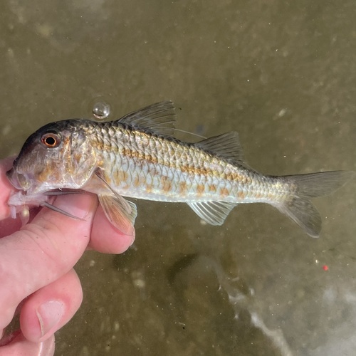 Red Mullet