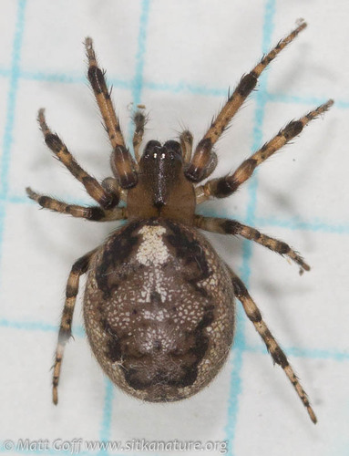 Pacific Sector Orbweaver