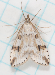 Udea washingtonalis