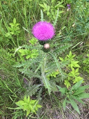 Cirsium drummondii