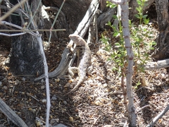 Sceloporus uniformis