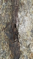 Tettigidea lateralis