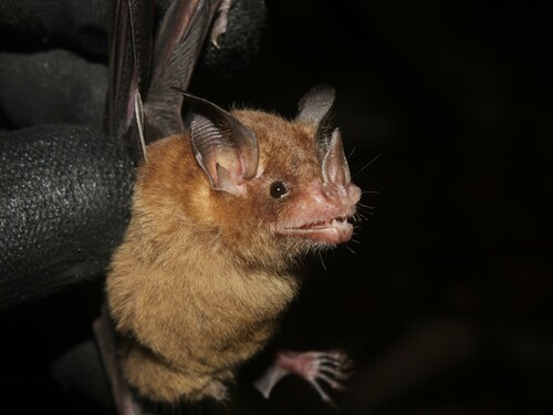 Niceforo's Bat