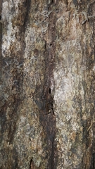 Tettigidea lateralis
