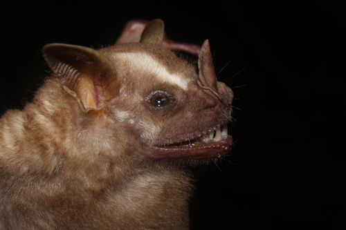 Great Fruit-eating Bat