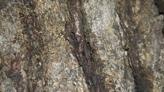 Tettigidea lateralis