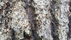 Tettigidea lateralis