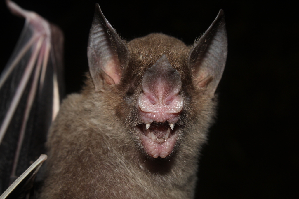 pale-faced bat from Pres. Figueiredo - AM, 69735-000, Brasil on October ...