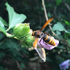 Rhynchium quinquecinctum