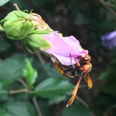 Rhynchium quinquecinctum