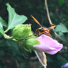 Rhynchium quinquecinctum