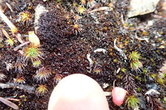 Marsupella sparsifolia