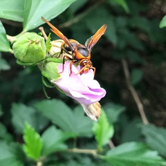 Rhynchium quinquecinctum