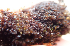 Marsupella sparsifolia