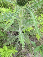 Cirsium drummondii