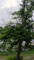 Diospyros kotoensis