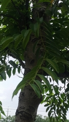 Diospyros kotoensis