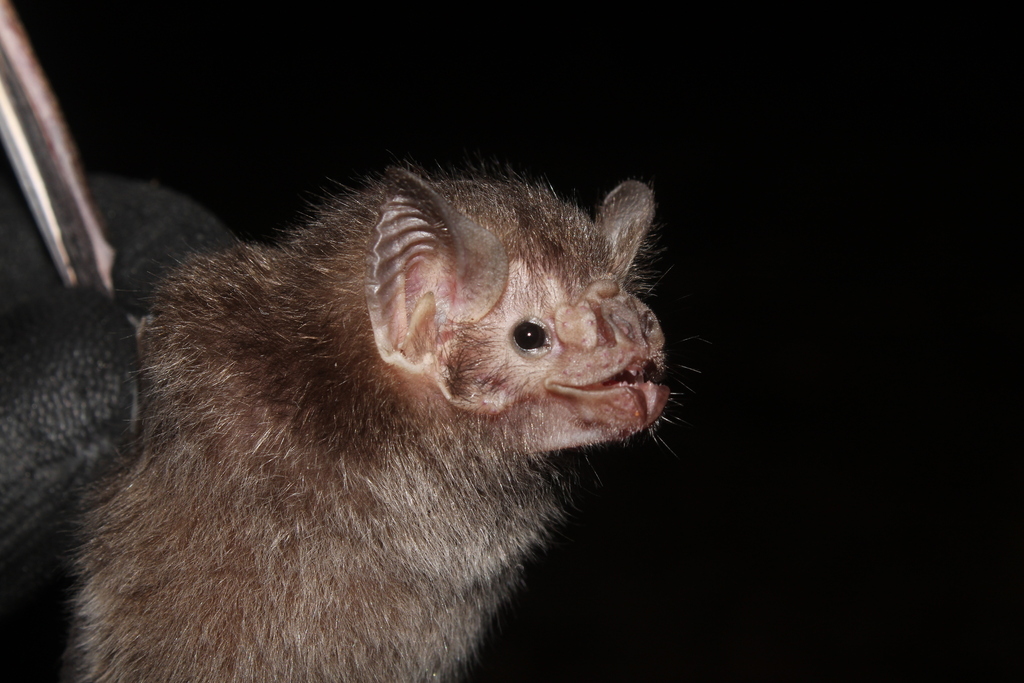 Common Vampire Bat from Pres. Figueiredo - AM, 69735-000, Brasil on ...