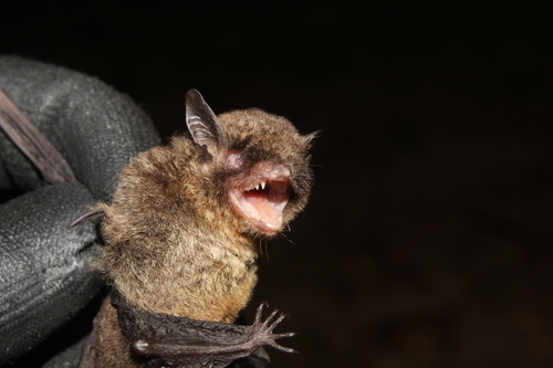 Riparian Myotis