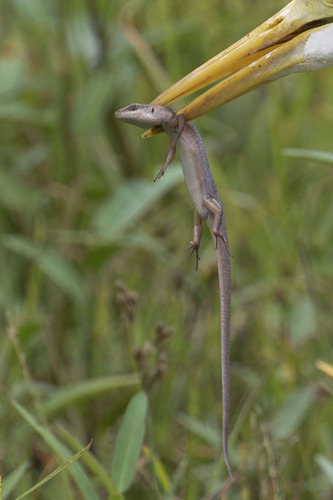 Indonesian Brown Skink Carlia, Carlia fusca
