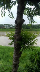 Diospyros kotoensis