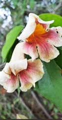 Bignonia