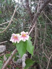 Bignonia