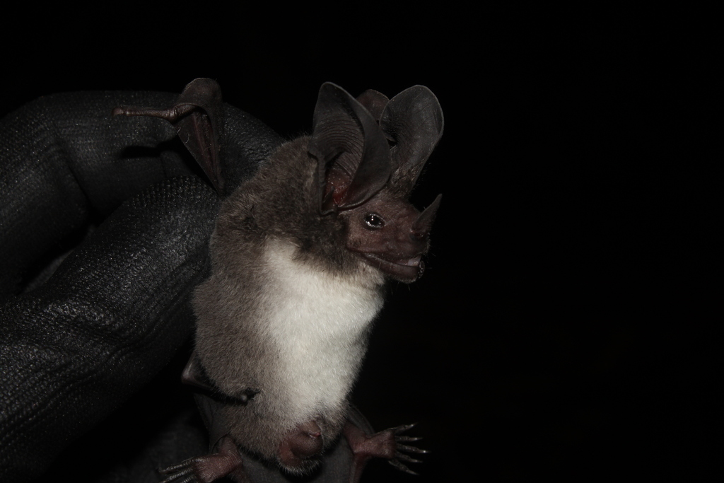 Carriker's Round-eared Bat