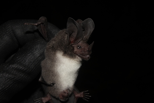 Carriker's Round-eared Bat