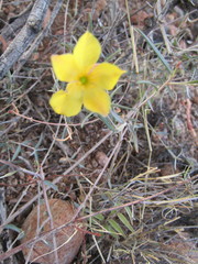 Talinum polygaloides