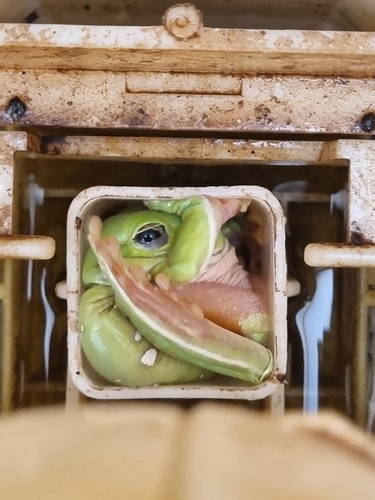 Green Tree Frog, Mutawintji NSW 2880, Australia, photo 2 of 10
