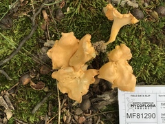 Cantharellus flavolateritius
