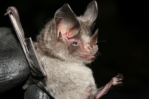 Tricolored Big-eared Bat