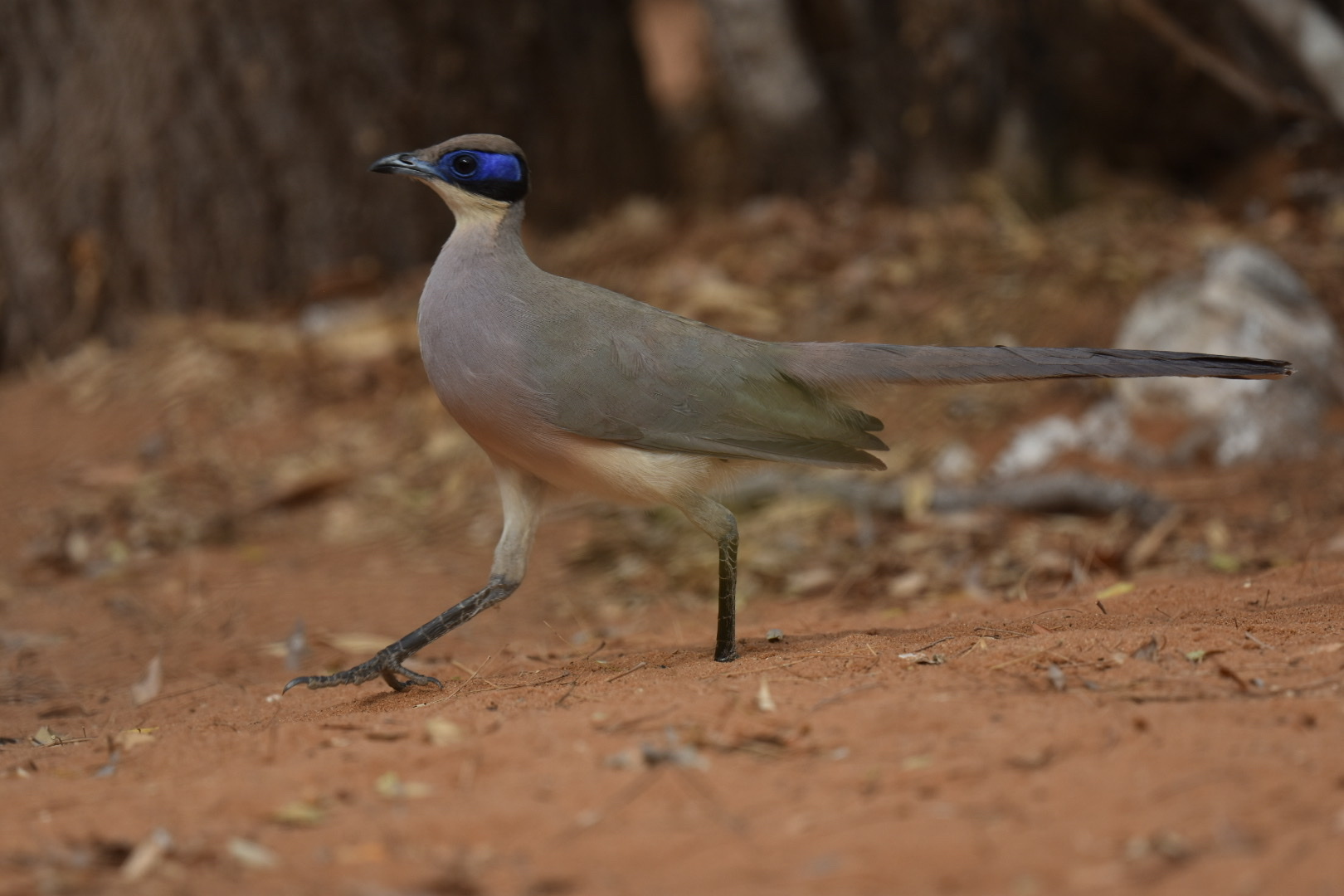 Red-capped Coua (Coua ruficeps), photo 6