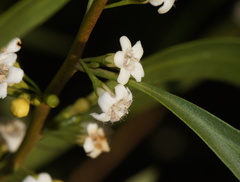 Myoporum montanum